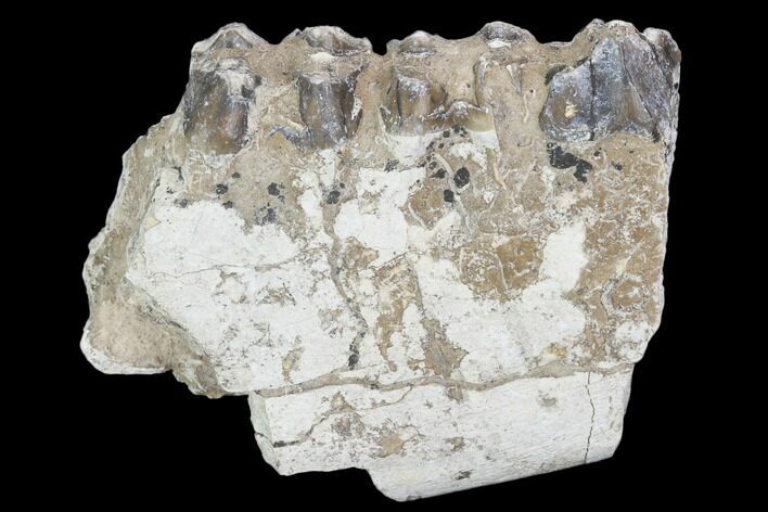 Oreodont (Leptauchenia) Jaw Section - South Dakota #101842